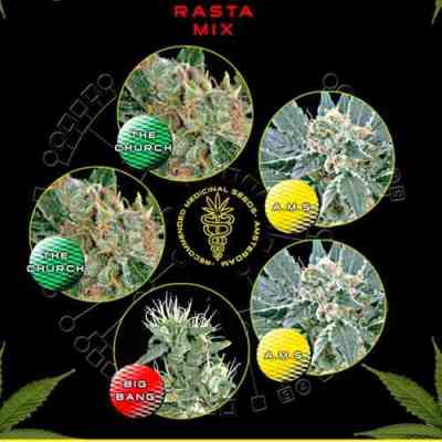 Rasta Mix > Green House Seed Company | Semillas feminizadas  |  Híbrido